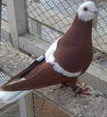 dla kazdego golebie pigeon breeds pigeon pictures pet birds