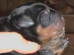 A complete guide to the rottweiler breed, for owners and prospective puppy buyers. Rottweiler Puppies In North Carolina