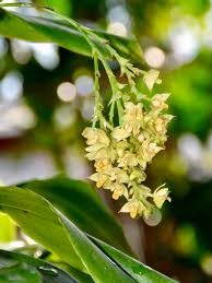 Image result for Polystachya cultriformis