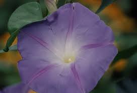 Image result for Ipomoea violacea