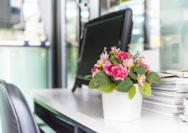 Ev ofis gibi kapalı, geniş alanlarda bakımını yapabileceğiniz büyük saksı çiçekleri hangileri? Cicek Isimleri Cicek Isimleri Listesi Cicekler Blog11