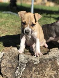 1 Gold Tan American Staffy Girl Puppy Dogs Puppies