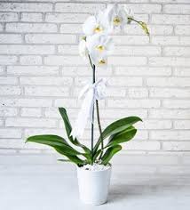 Desenli Beton Saksida Mini Orkide Ve Sukulentler Orkideler Saksi Sukulent