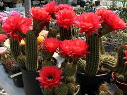 Yes, you can make your own huaraches from scratch! Echinopsis Huascha Var Grandiflora World Of Succulents