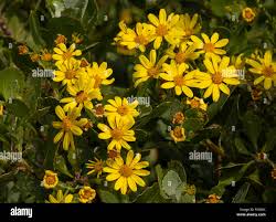 Image result for Chrysanthemoides monilifera