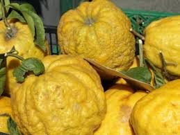 Therefore, patience must be the first quality of the spiritual knowledge as said by. Citron Fruit Citrus Medica Uses Dose Research Side Effects