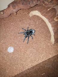 More images for baby pictures of tarantulas » Selina My Brazilian Black One Of My Prettiest Tarantulas Tarantula Creepy Crawlies Spider