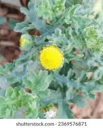 Image result for Grangea maderaspatana