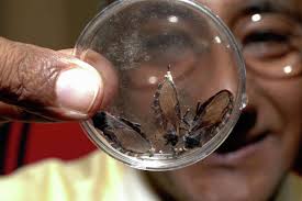 Beware the kissing bug