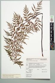Image result for Asplenium aethiopicum