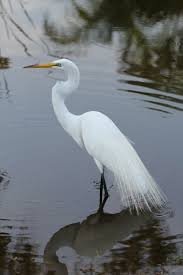 Water Birds Of Central Florida Dunedin Fl Birds Dunedin West Central