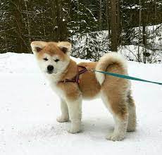 Checking 'include nearby areas' will expand your search. Craigslist For Japanese Akita Inu Puppies For Sale The Y Guide