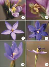 Image result for Gentianaceae