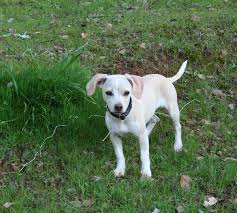 Image result for invalid dog wheelset