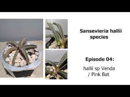 Image result for Sansevieria hallii
