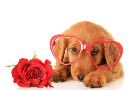Support us by sharing the content, upvoting wallpapers on the page or sending your own background pictures. Valentine S Day Puppy Wallpapers Top Free Valentine S Day Puppy Backgrounds Wallpaperaccess