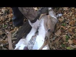 Field Dressing Large Game Deer Field Dressing A Deer Field Dressing Types Of Hunting