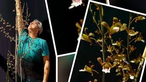 Image result for Eulophia obscura