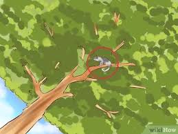 Comment Faire Descendre Un Chat D Un Arbre Wikihow
