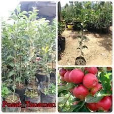 We did not find results for: Bibit Apel Merah Apel Malang Super Unggul Shopee Indonesia