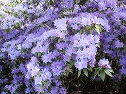Rhododendron Augustinii Great Evergreen Shrub 10 Ft Tall With Spectacular Blue Flowers Evergreen Shrubs Plants Shrubs