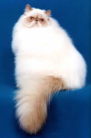 Two dogs and a cat are able to communicate, even having a rather eloquent. Himalayan Cat