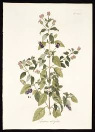 Image result for Lantana rugosa