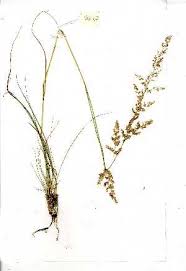 Image result for Eragrostis gummiflua