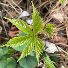 Image result for Parthenocissus quinquefolia