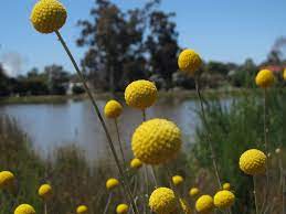Flowers A To Z D Is For Drumstick Flower Blog Flowers Billy Buttons Flower Arrangements
