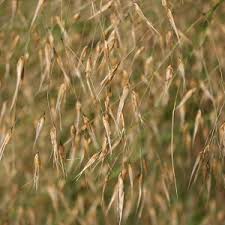 Image result for Pentameris