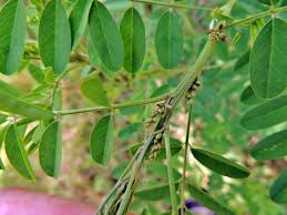 Image result for Indigofera arrecta