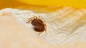 Environmental pest control eliminates your stress about bed bugs by offering a variety of effective treatments to aprehend® is a revolutionary fungal biopesticide designed to kill bed bugs and prevent bed bug infestations. Does Rubbing Alcohol Kill Bedbugs Yes But Is It Worth The Risk