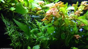 Maybe you would like to learn more about one of these? Aquarium Plants Add Beauty To A Freshwater Tank