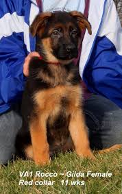 Black And Red German Shepherd Puppies For Sale In Nj A Few Pictures From Mittelwest German Shepherd Kennels Black German Shepherd German Shepherd Black German Shepherd Dog