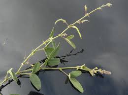 Image result for Desmodium scorpiurus