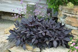 This is a relatively low maintenance plant. Sweet Caroline Raven Sweet Potato Vine Ipomoea Batatas Sweet Caroline Raven In St Thomas Port Stanley London Woodstock Aylmer Ontario On At Canadale Nurseries