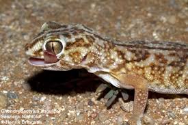 Image result for Erythrococca angolensis