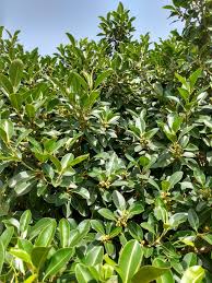 Image result for Ficus obliqua