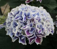 Hydrangeas can grow in both acidic and alkaline soils and notably hydrangea macrophylla (commonly known as bigleaf hydrangea or french hydrangea) will change colour depending on the acidity or alkalinity of the soil. Hydrangea Magical Sunshine Plants Nouveau