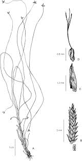 Image result for Cyperus mapanioides