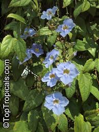 Image result for Thunbergia graminifolia