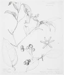 Image result for Smilacaceae