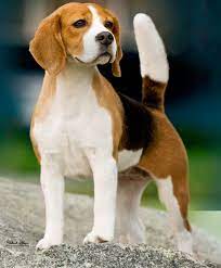 Foxhound Puppy Foxhound Puppy The Fox And The Hound Harrier Dog