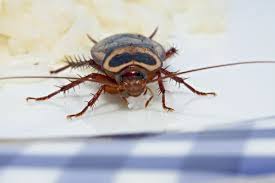 Die kleinen, bis ein zentimeter langen, stromlinienförmigen silberfische sind harmlos, sie übertragen keine krankheiten. Was Tun Gegen Insekten In Der Wohnung Besser Gesund Leben