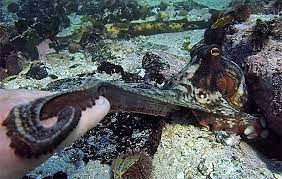 While cephalopods are known to be elusive, this particular octopus seemed happy to become foster's teacher. Who Is Craig Foster About The My Octopus Teacher Star Hollywood Life