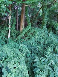 Image result for Polystachya villosa