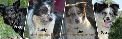 Dogs and puppies cats and kittens horses rabbits birds snakes. Western Australian Shepherd Rescue Home