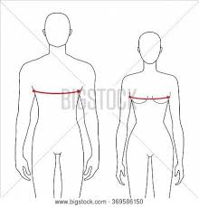 Women Men Do Bust Vector Photo Free Trial Bigstock Bust/waist/hip measurements (informally called 'body measurements') are a common method of specifying body proportions for the purpose of fitting clothes. women men do bust vector photo free