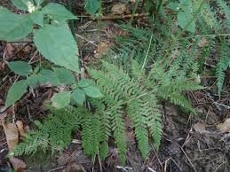 Image result for Athyrium lewalleanum